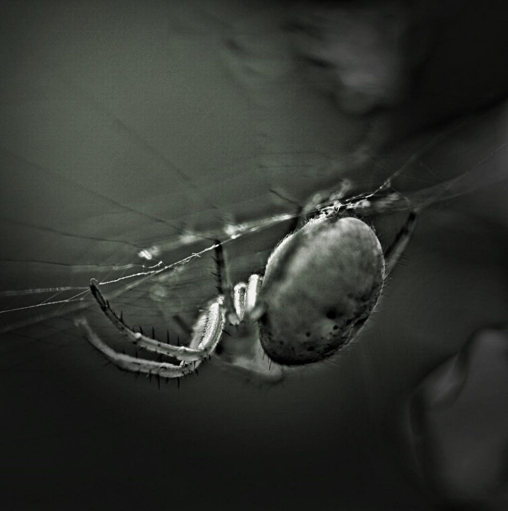 #fotoartistiche #bnesimppl #fotartplgz #pierluigizag #macro_world Edited with: @carbonblackandwhite _ #weather #skylovers #natureporn #amazing #skypainters&hellip;