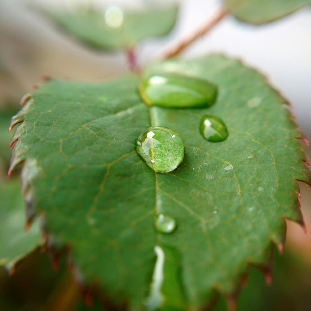 #leaves #green #macros #macro_love #macro_vision #macrophotography #nature #naturaleza #naturephotography #instagram #instaclick #instapic #photography #photooftheday&hellip;