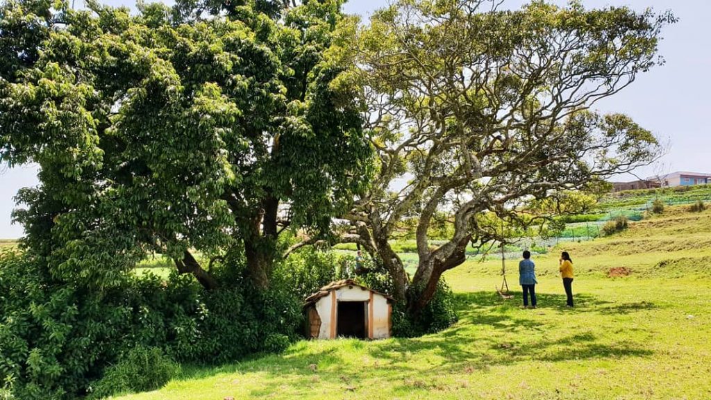 Two lovely trees, merging into each other. Ruins from when life was simpler. .&hellip;