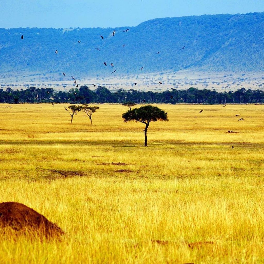 В Кении около 60 национальных парков и заповедников и это главная достопримечательность страны. Туристы&hellip;