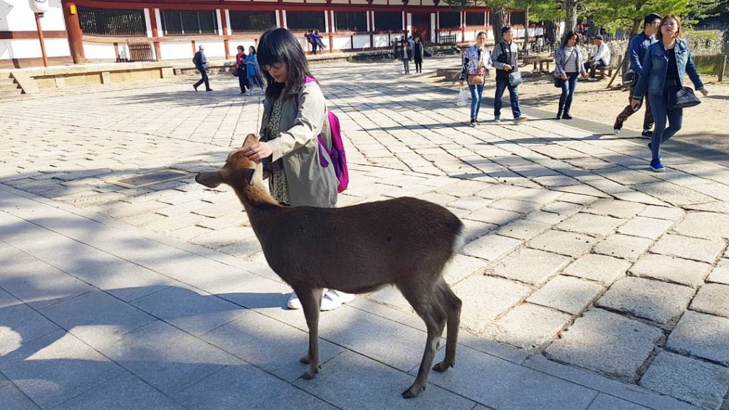 The look of love. . #NaraPark #Nara #Kansai #Japan #travel #travelgram #instatravel #visitjapanjp #wanderlust&hellip;