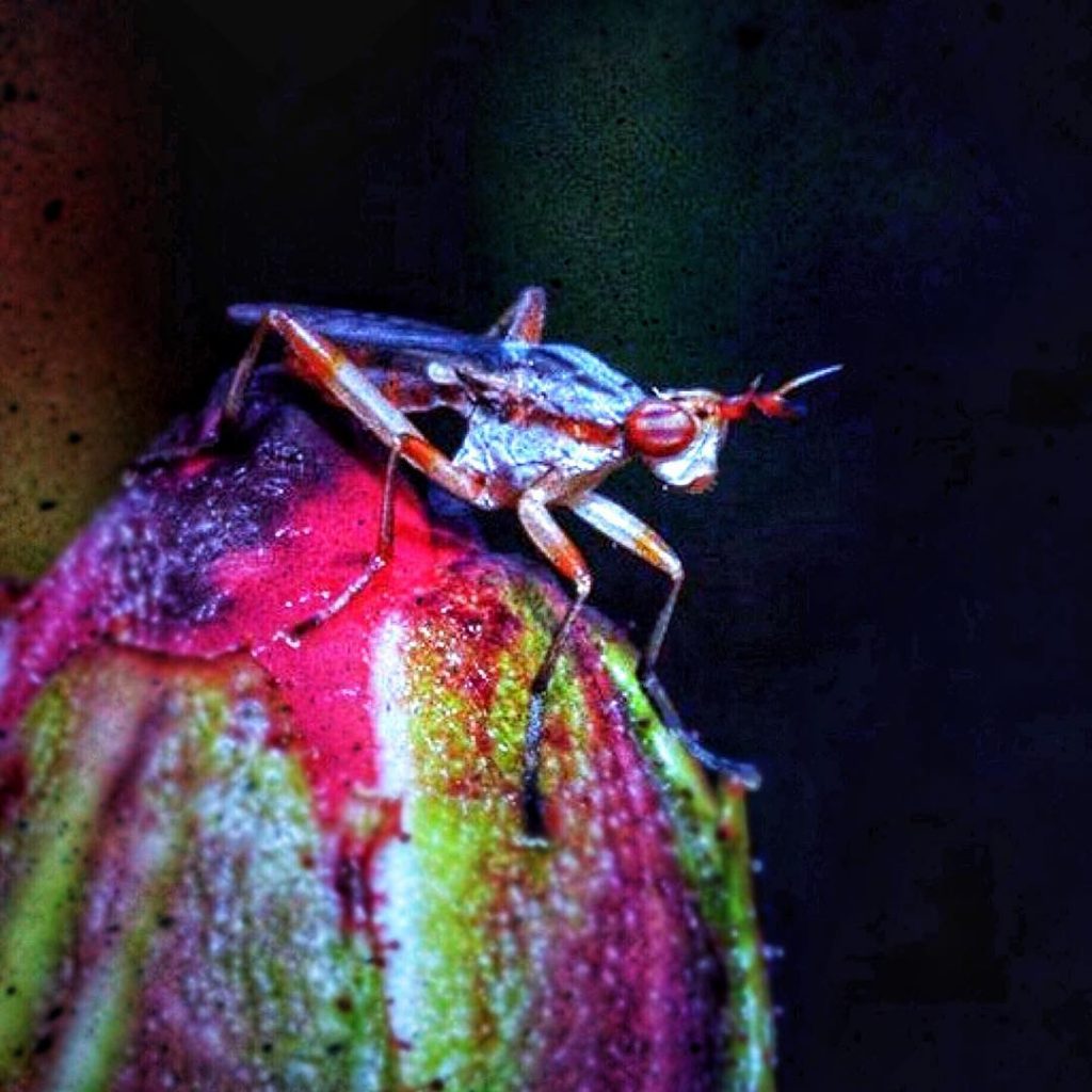 #macrophotography #macro_world #traveldestinations_ig #bnesimppl Edited with: @carbonblackandwhite _ #weather #skylovers #natureporn #amazing #skypainters #gf_daily&hellip;