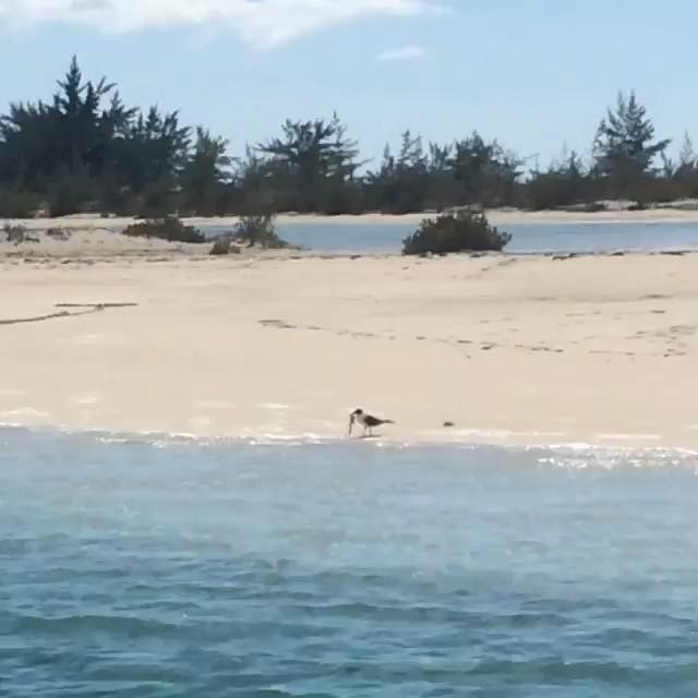 Turks Tip – Birds and fish will eat the parts of the conch we&hellip;