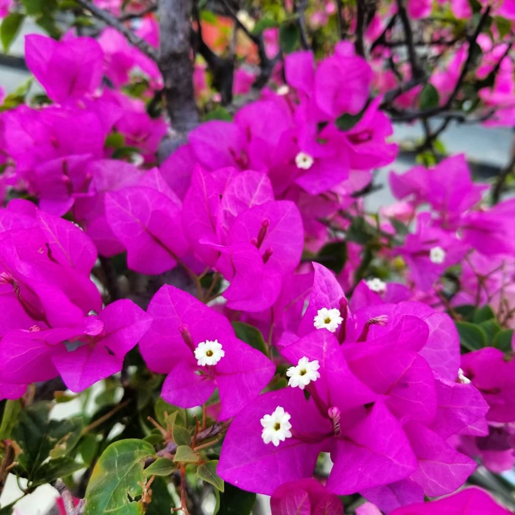 Paper flower #khmer #flowers #nice #photography #bnesimppl #cambodia #happy #color #cute #nicepic #new #tree&hellip;