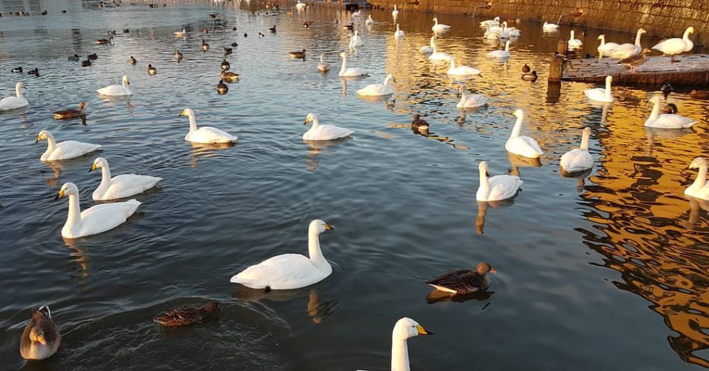 So many swans #iceland???????? #iceland #goldencircle #reykjavik #swan #swans #travelphotography #traveling #travelgram #travel #trip&hellip;