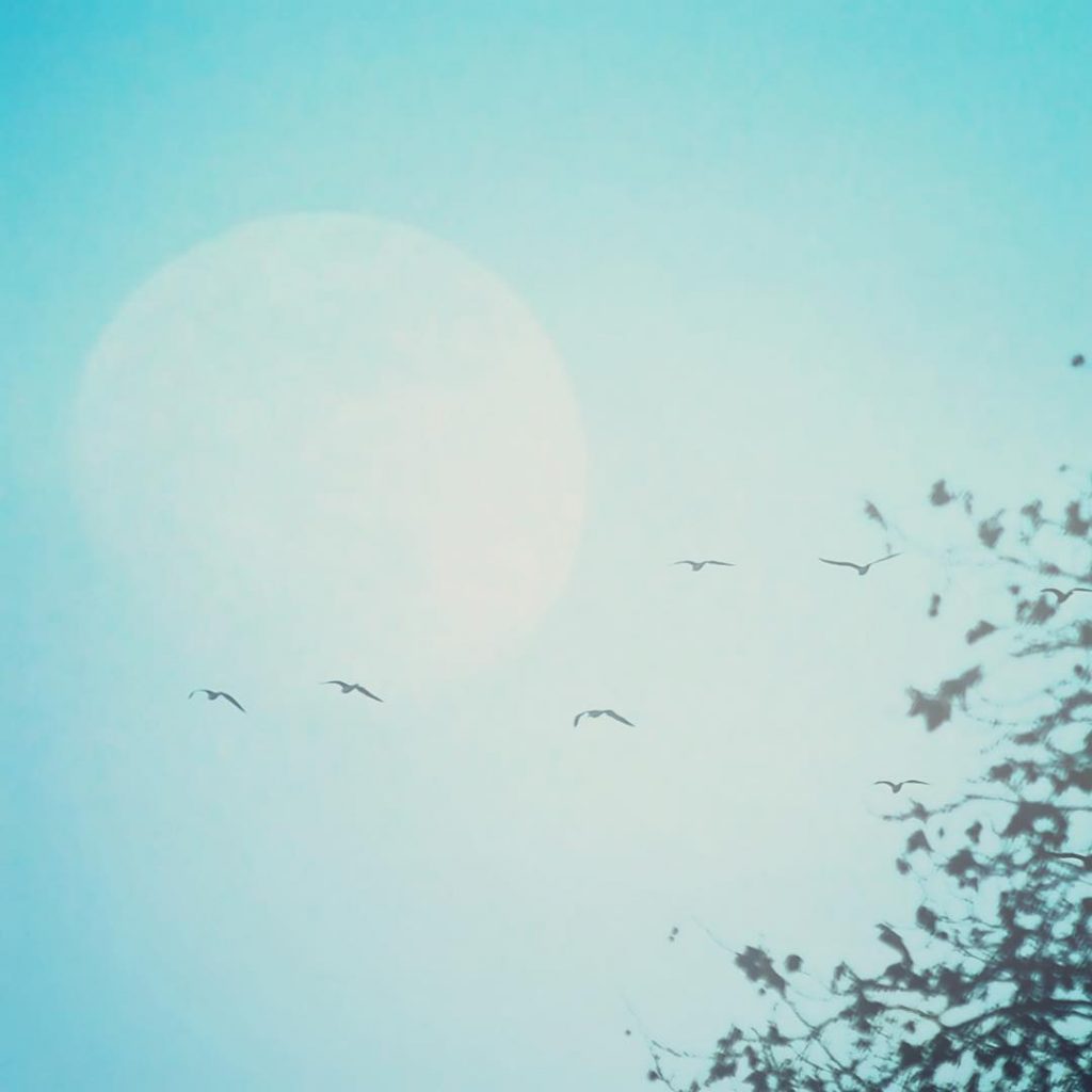 We get it almost everynight when that moon is big and bright it’s a…
