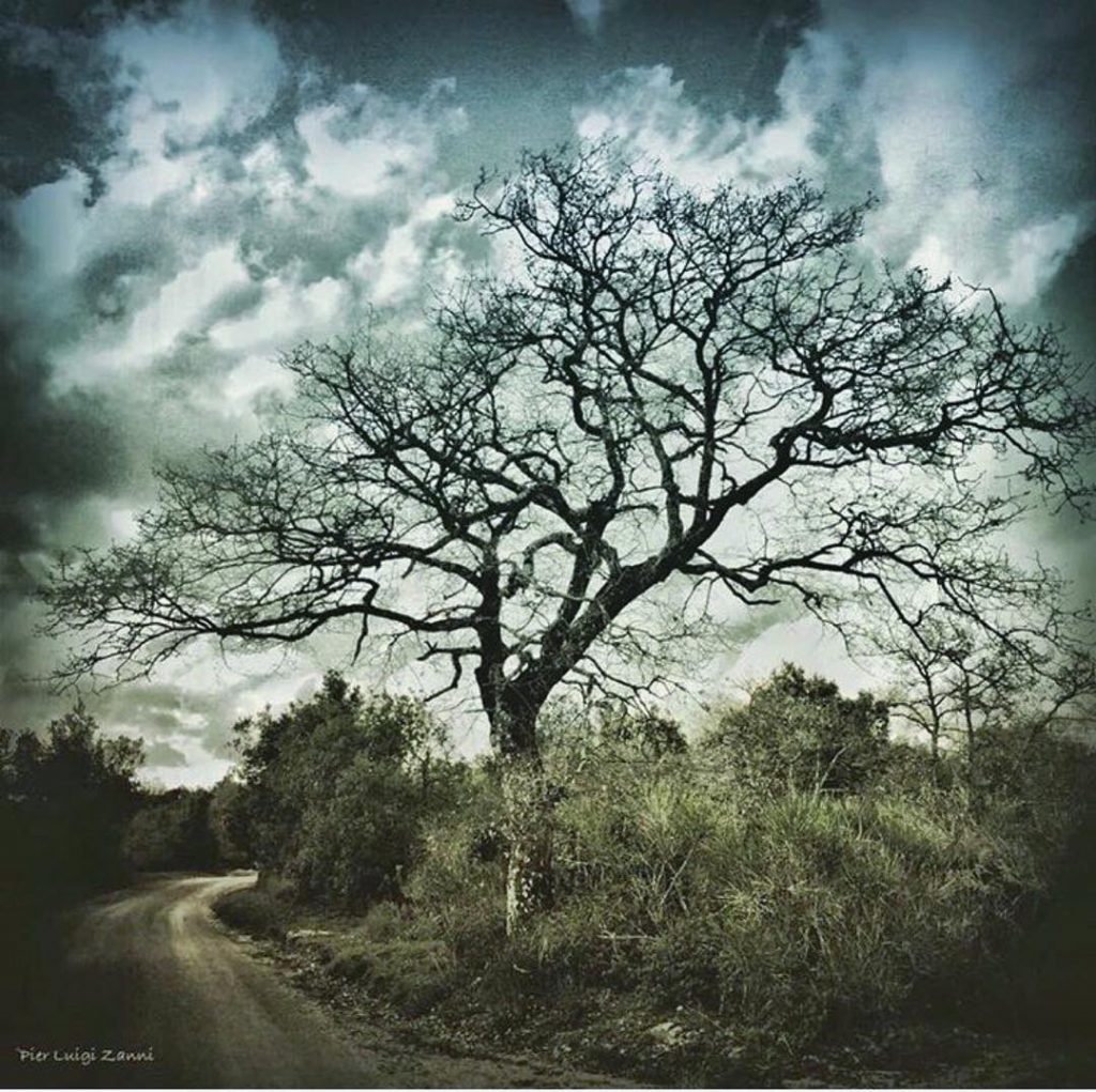 #fotartplgz #traveldestinations_ig #bnesimppl #valdichiana Edited with: @carbonblackandwhite _ #landscape #amazing #view #trip #tree #sky…
