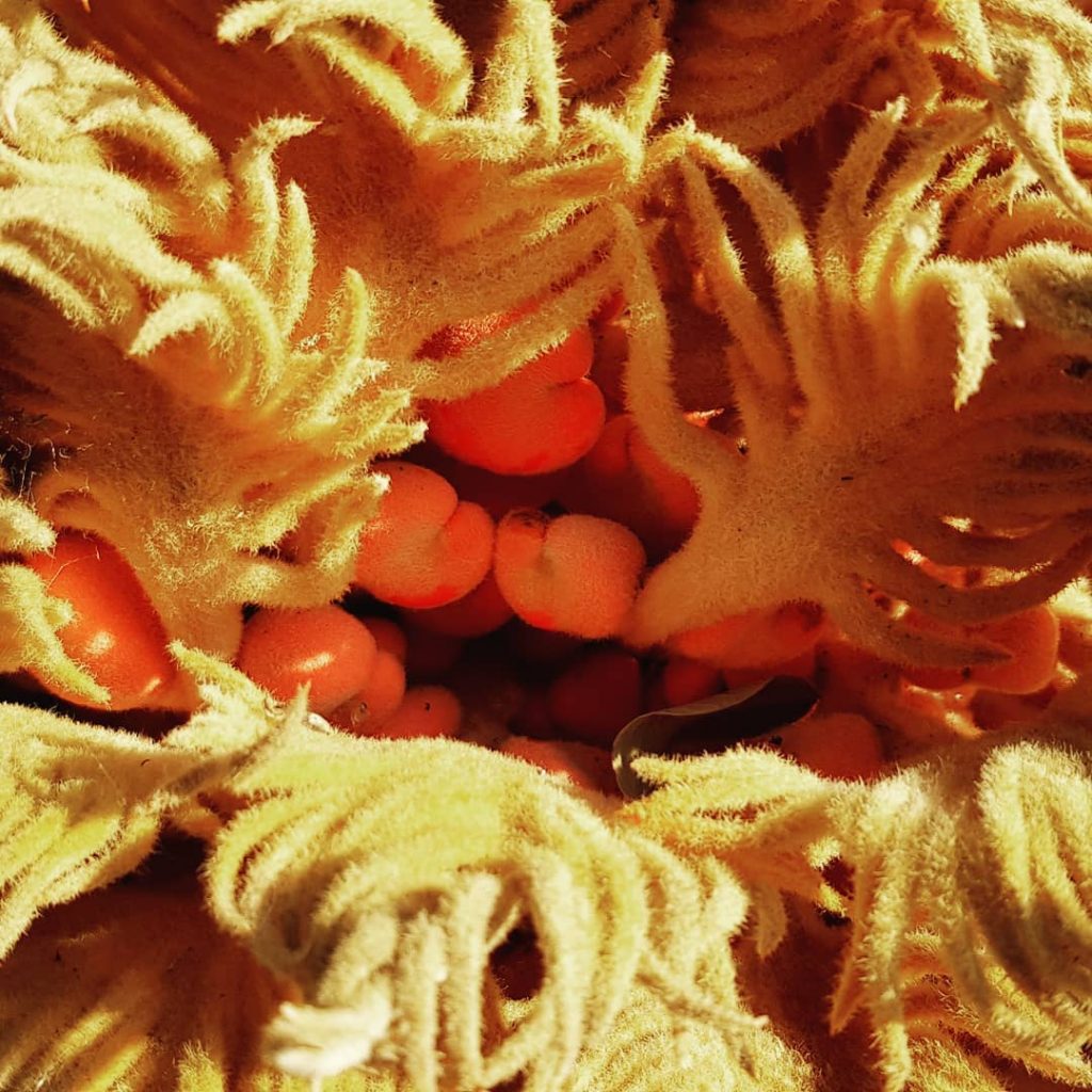 #montjuiccastle #naturaleza #nature #wow #bnesimppl #portaltoanotherdimension #trees #weirdnature #barcelona #arboles