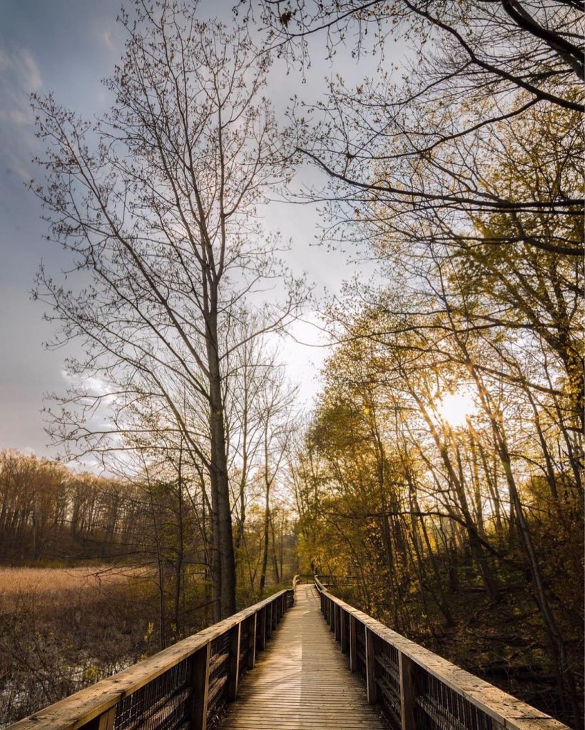 A wild call #createexploretakeover #instagood #ig_myshot #etribune #dawn #tree #path #igtravel #ig_shotz #worldtravelbook #jackdarlingpark…