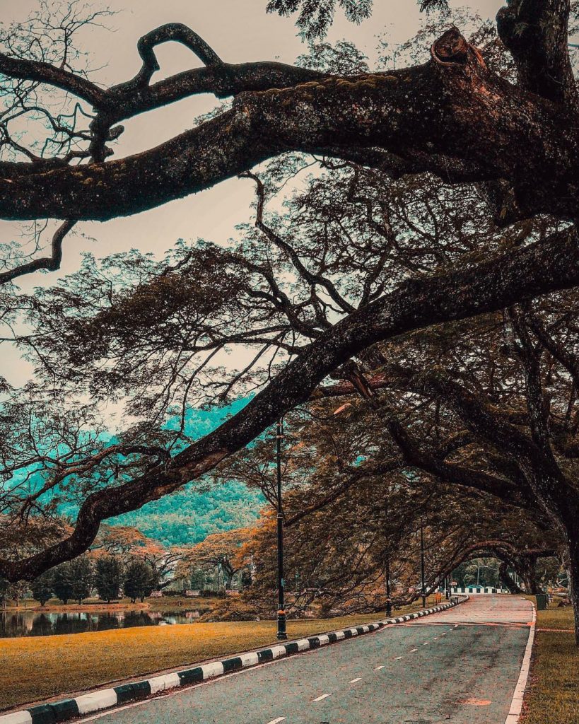 T A I P I N G #RainTreeWalk #Perak #Taiping #TaipingLakeGarden