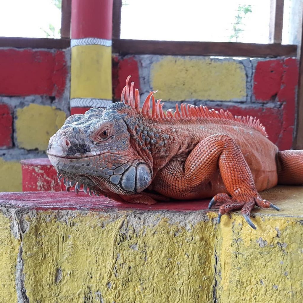 Mini zoo #travelgram #pesonaindonesia #tempathits #dolanjogja #trip #travellerindonesia #explorejogja #travels #travelbag #travelbloggers #travelingindonesia #travelpicsdaily&hellip;