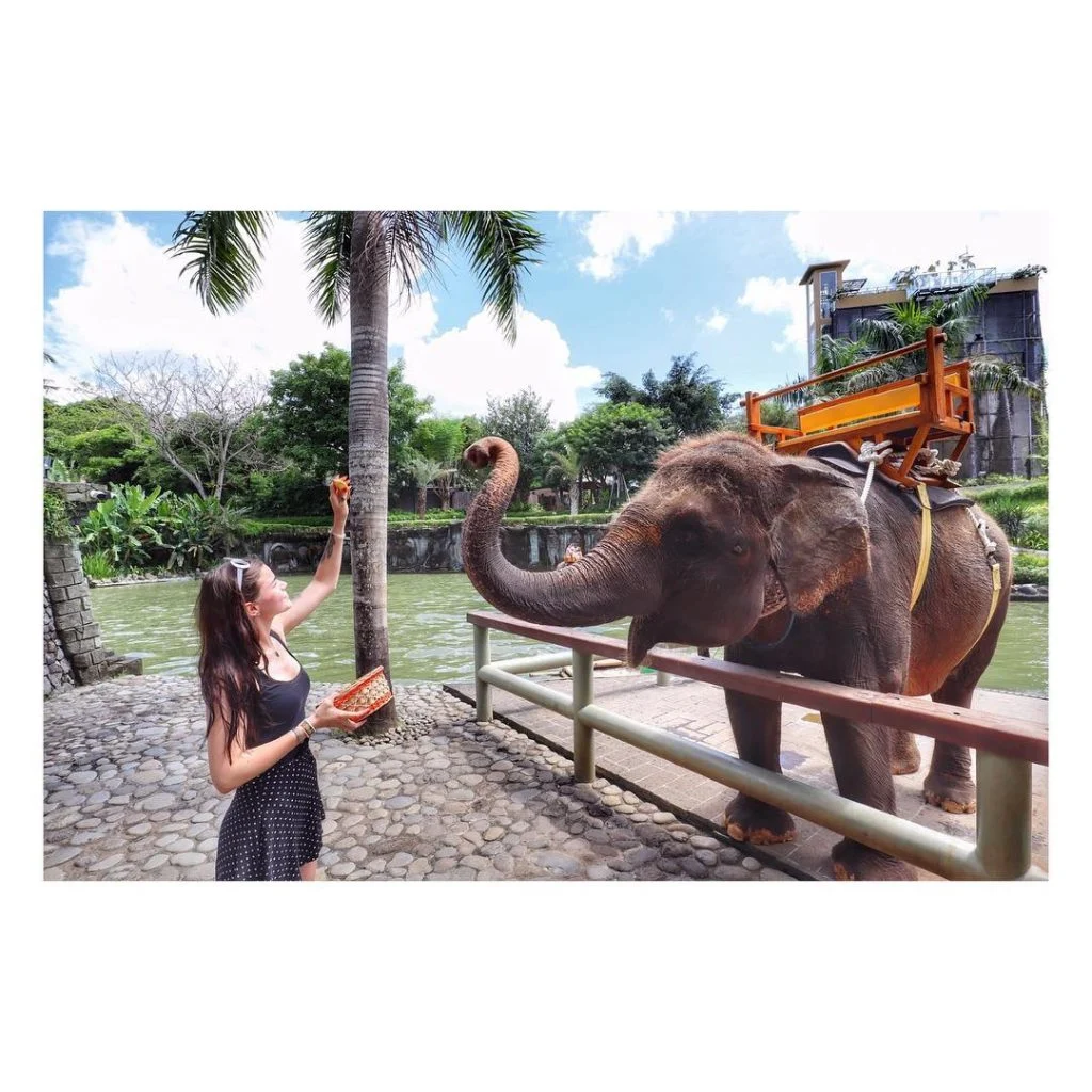 best day ever️ #travelholic #travel #travelblogger #travelling #travelguide #travelgram #traveling #travelers #elephants #elephant #love&hellip;