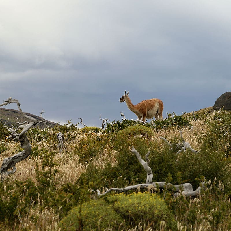 #guanaco #patagonia #chile #traveller #photographer #photography #photo #travel #instatrip #tourist #instaphoto #visiting #travelphoto #amazing&hellip;