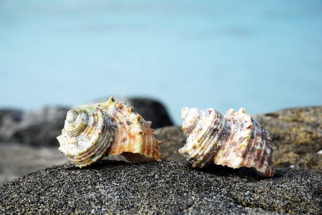 Did you know that it is forbidden to take sand, shells and corals from…