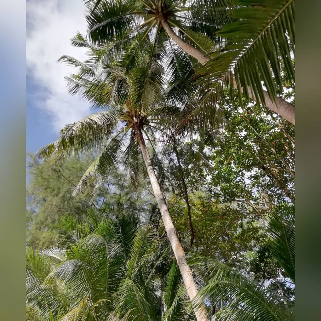 Island PALMS :) No filters used. #palm #palms #naturephotography #nature #naturelover #naturepic #nature_good #instanature&hellip;