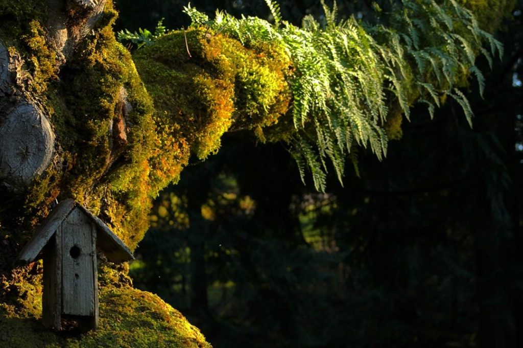This tree deserved a photo shoot! • • • Hillsboro, Oregon • • •&hellip;