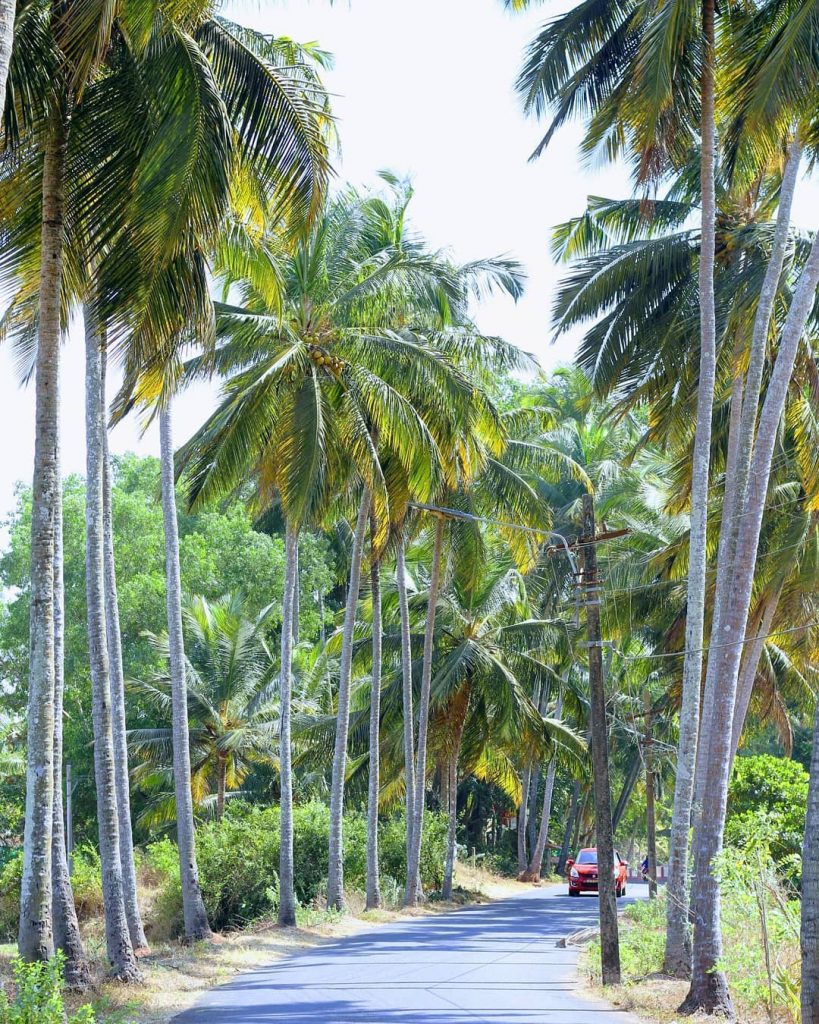 Parra road @goa . #travellocations #travelling #traveldiaries #picoftheday #travel #travellover #goabeach #goa #tree #trees&hellip;