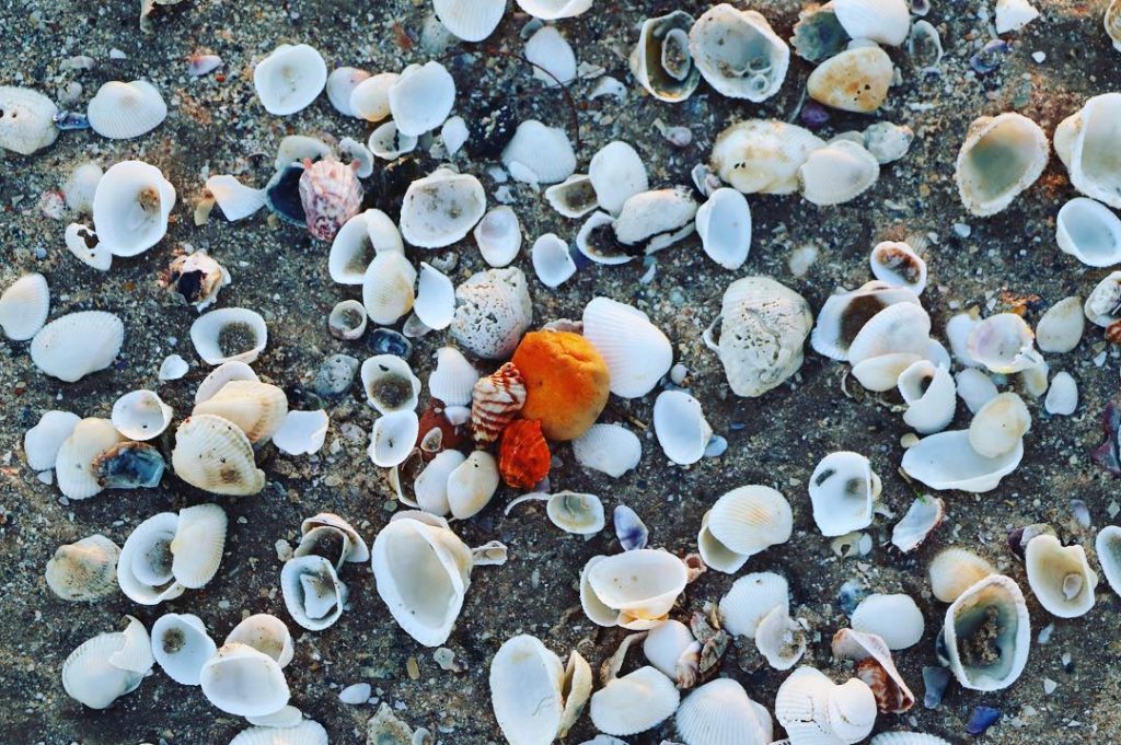 Normal is be different! ???? #shell #beach #muine #muinebeach #muinevietnam #bedifferent #orange #vietnam #travelgram&hellip;