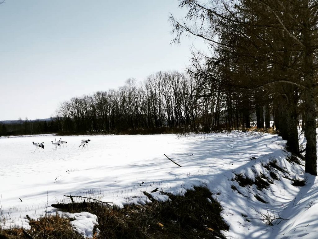 #japantour #japanviews #japan #japantrip #traveler #traveladdict #travelholic #travelphotography #photograpy #traveljapan #crane #filipinoblogger #travelgram #travelphotos&hellip;