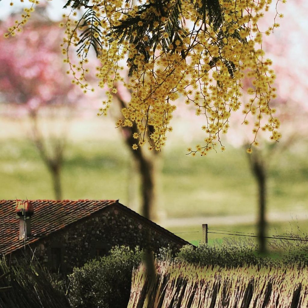 Como los pétalos que se desprenden de los árboles, sin oponer resistencia, así soy&hellip;