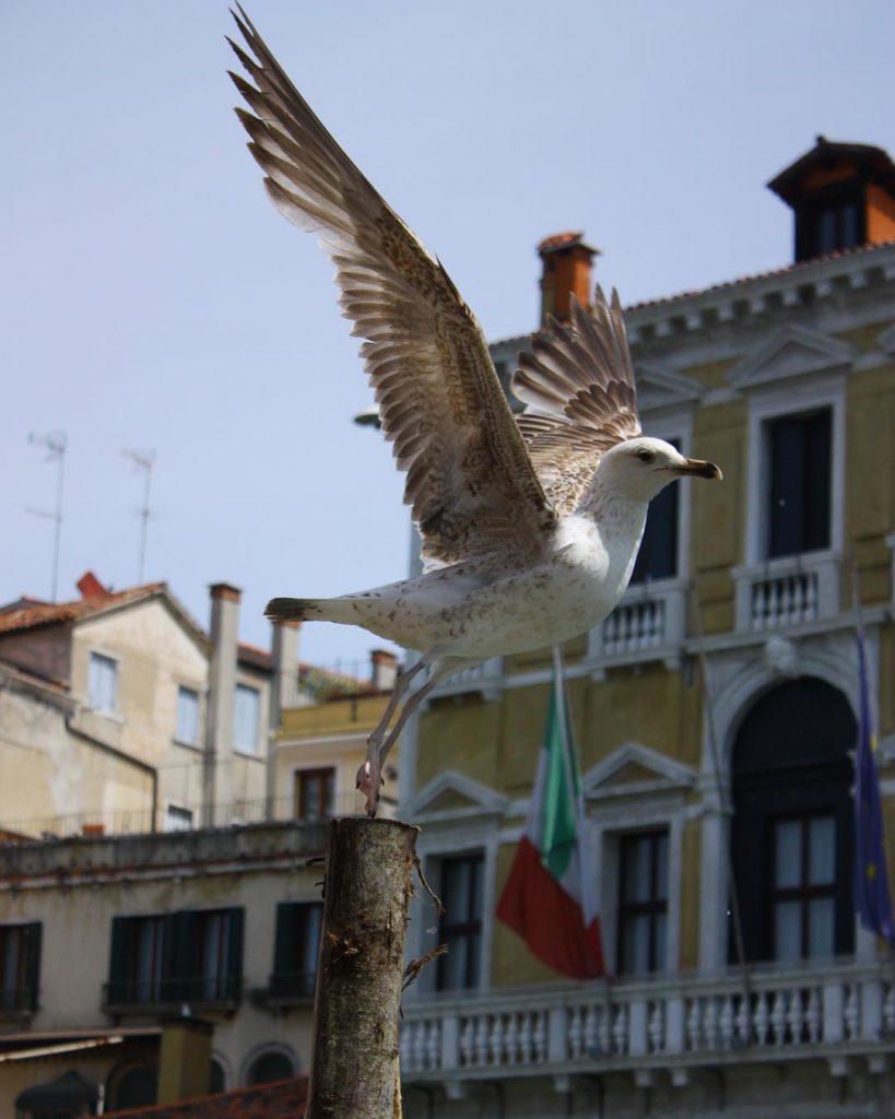 My love Venezia, Italy #venezia #italy #travel #travelblogger #travelling #europe #bnesimppl