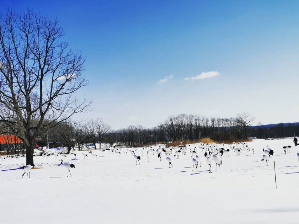 Japanese Crane #japantour #japanviews #japan #japantrip #traveler #traveladdict #travelholic #travelphotography #photograpy #traveljapan #crane #filipinoblogger&hellip;