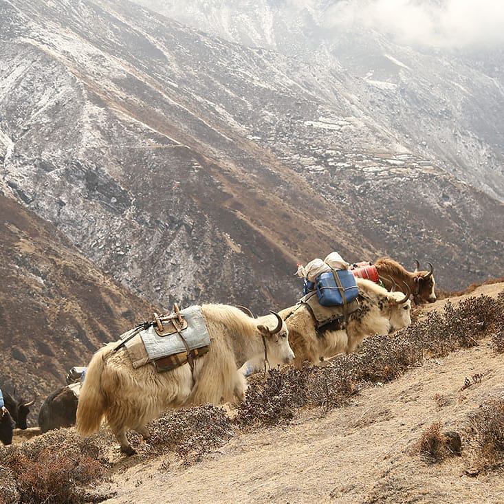 #yak #nepal #mountain #ebc #himalayas #trip #traveller #photographer #photography #photo #travel #instatrip #tourist #instaphoto&hellip;