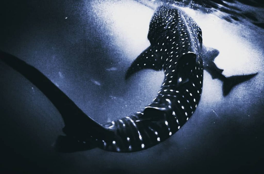 Whale sharkra