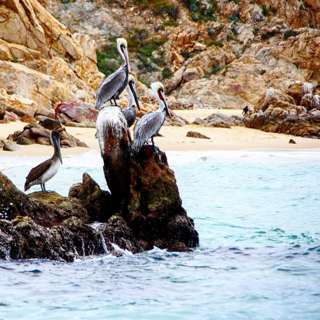 Pelicans living on the rock #mexico #cabosanlucas #bajacalifornia #pelican #wildlife #rocks #sea #bnesimppl #nature&hellip;