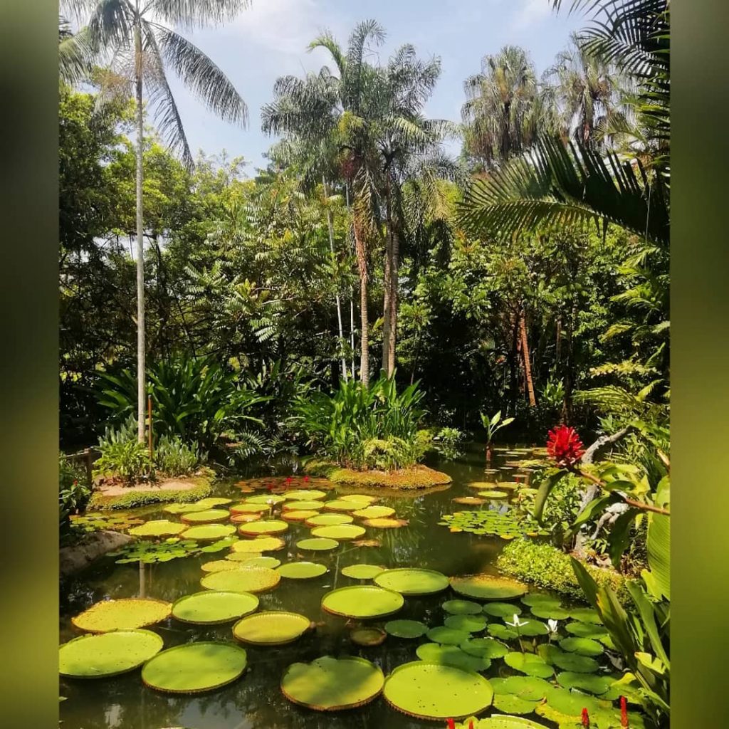 Singapore Botanic gardens must without doubt be the most beautifull park in the world.&hellip;