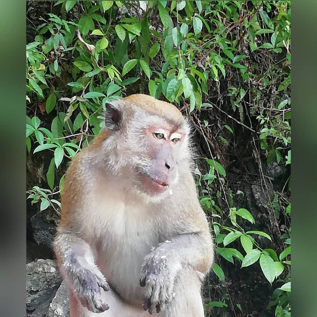 Batu Caves Last site Before heading back to Denmark tomorrow. #malaysia #travelphotography #malaysia #cave&hellip;