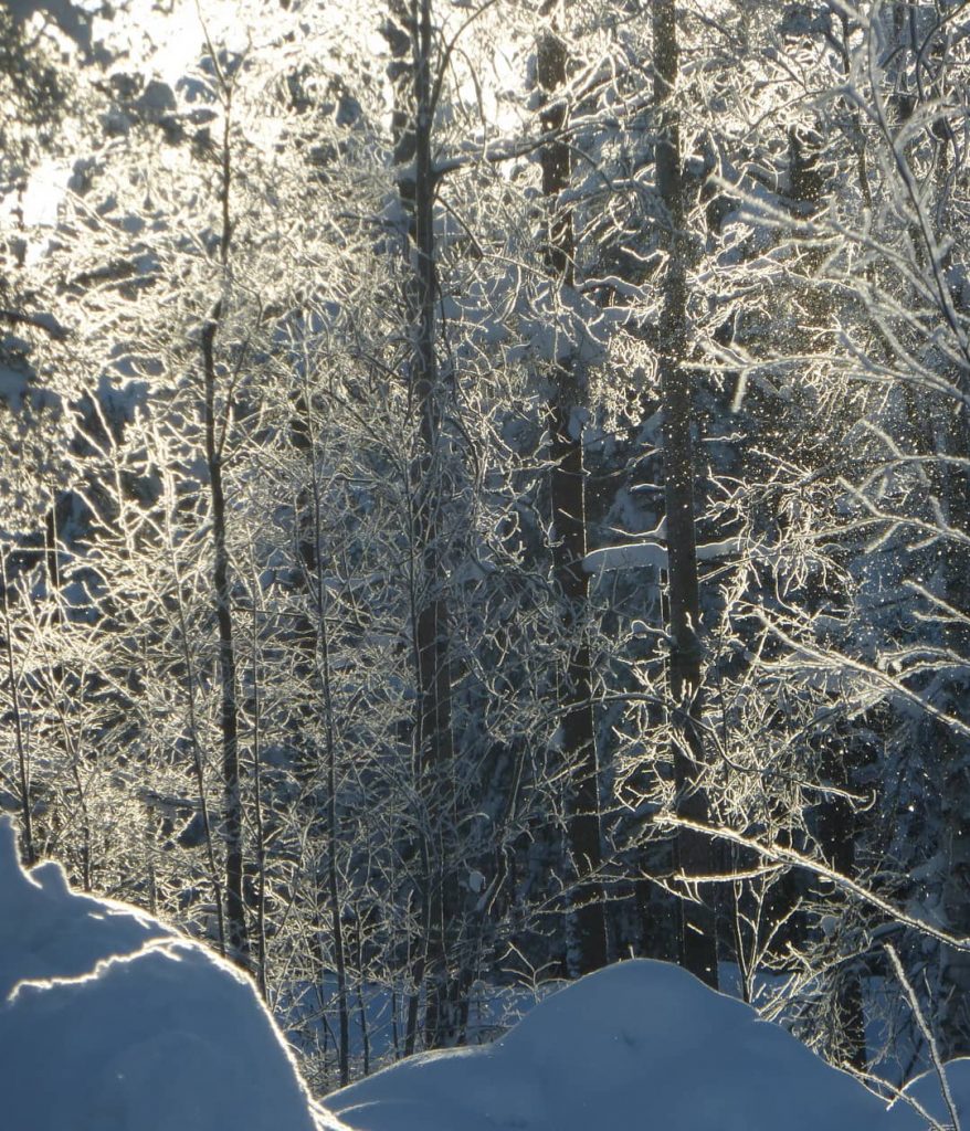 Morning light reflecting on falling snow between the trees. #morninglight @ #santaclausvillage , #finland&hellip;