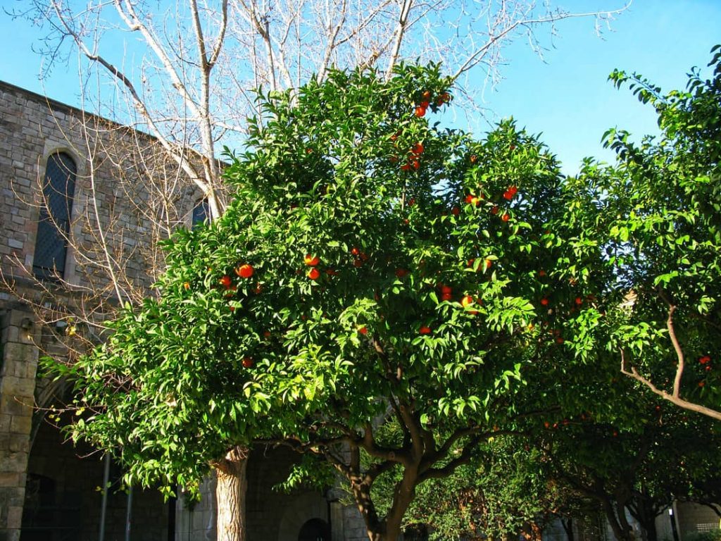 #orange #barcelona #travel #catalunya #españa #montserrat #bcn #photography #love #instagood #marbella #photooftheday #architecture #malaga&hellip;