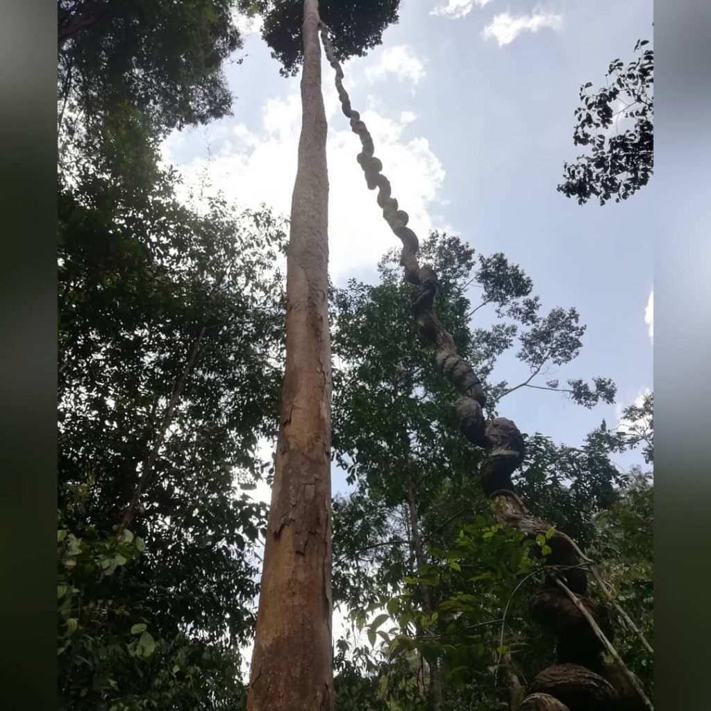 Taman Negara jungle. App 130 mio years old, oldest in the world. No filters&hellip;