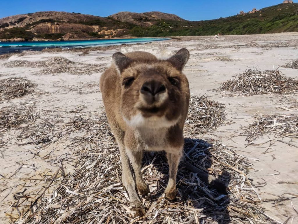 Wir haben zwar gehört das am #luckybeach Kängerus rumhopsen aber waren sehr überrascht das&hellip;