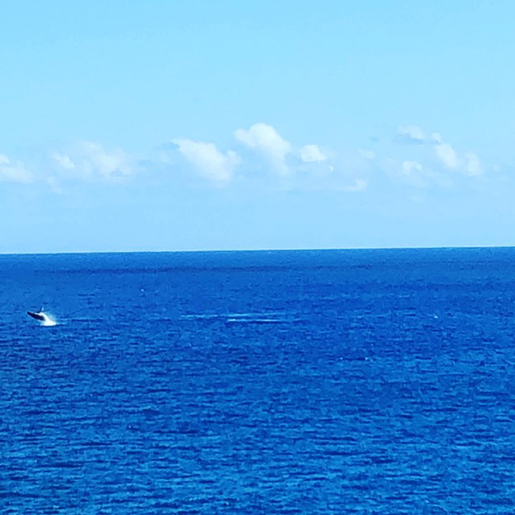 Today I watched the whales breach the surface, while hiking in one of my&hellip;