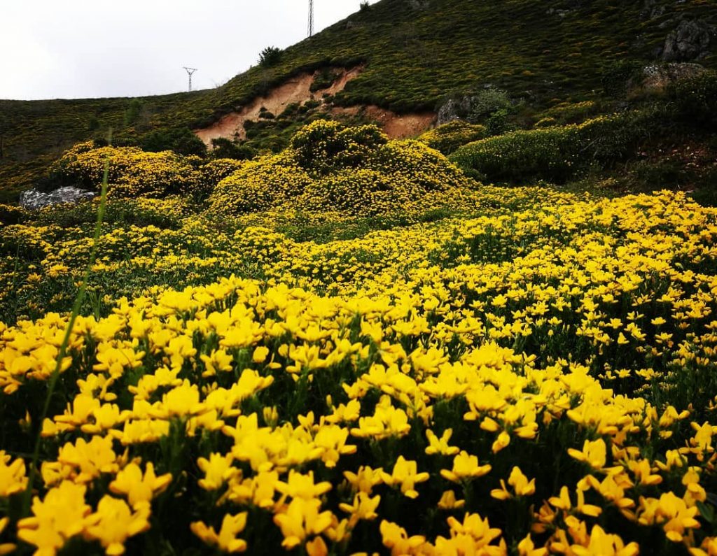 #españa #spain #flores #flowers #travelvlog #travelers #szili_furgonnal_vlog #traveller #travelinsta #travelphoto #travelgram #travelblogger #travelphotography #trip&hellip;