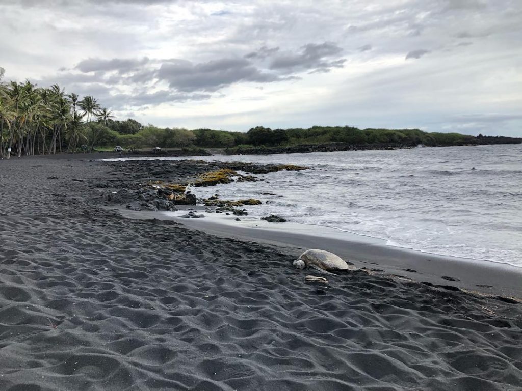 “The Turtle’s teachings are so beautiful. So very special. It teaches us that everything&hellip;