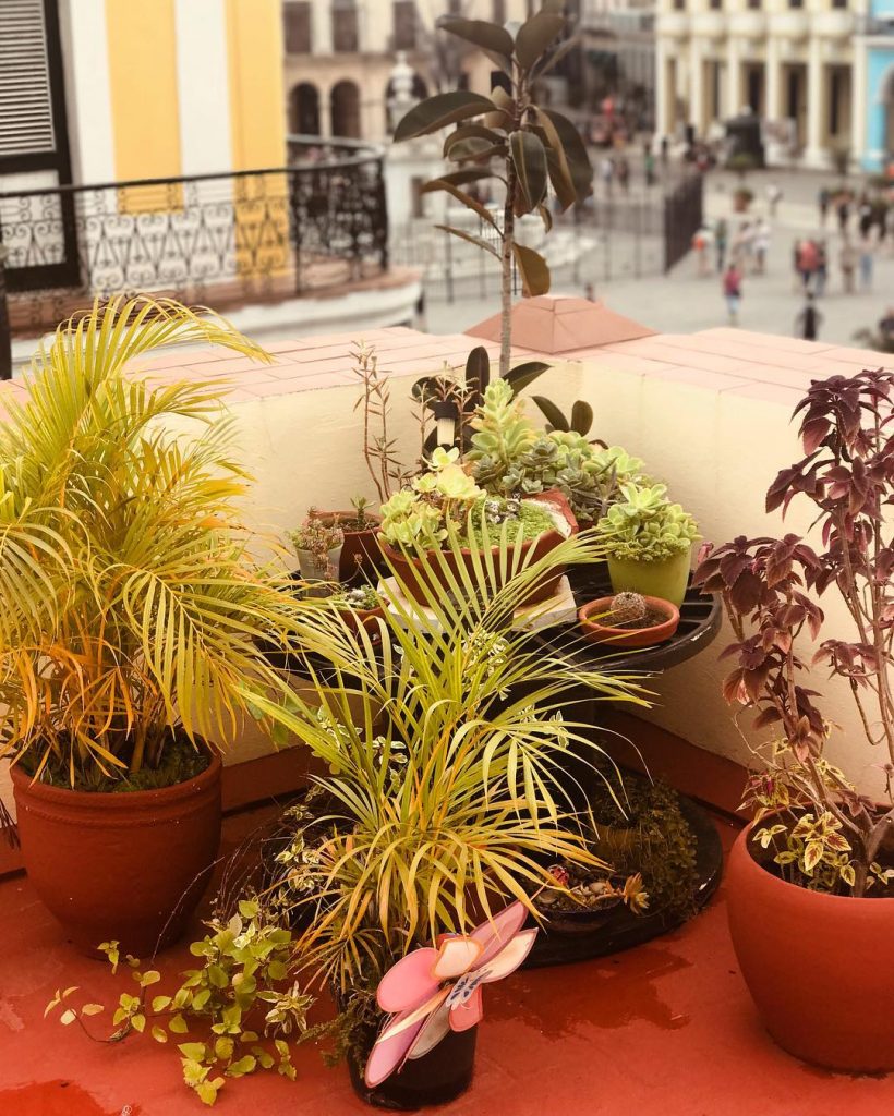 Hostel got some serious botanical vibes. . . . . . . . .&hellip;