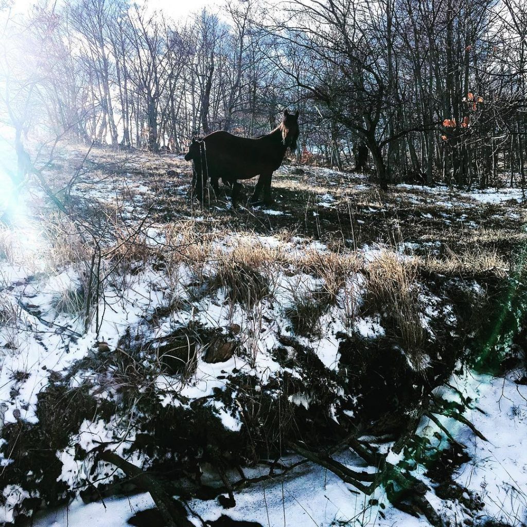 Wild horses in the snow. #wildhorses #italy