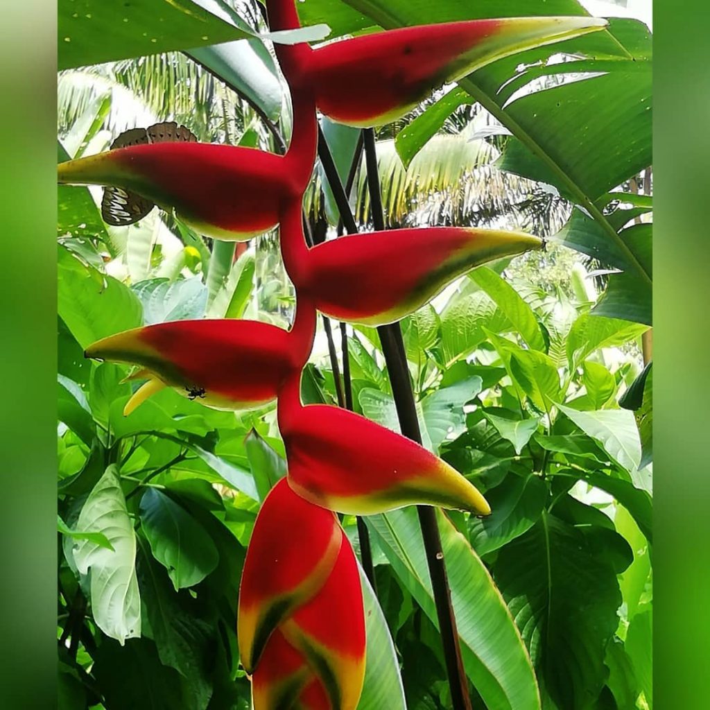 Look at the butterfly at the top of the left. Thats why the Picture&hellip;