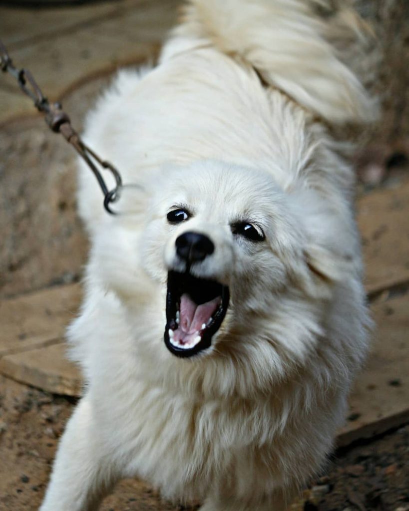 #bnesimppl #photography #photographer #photo #photoshoot #naturephotography #travelphotography #photos #photographers_of_india #dog #dogsofinstagram #dogs #doglover #india&hellip;