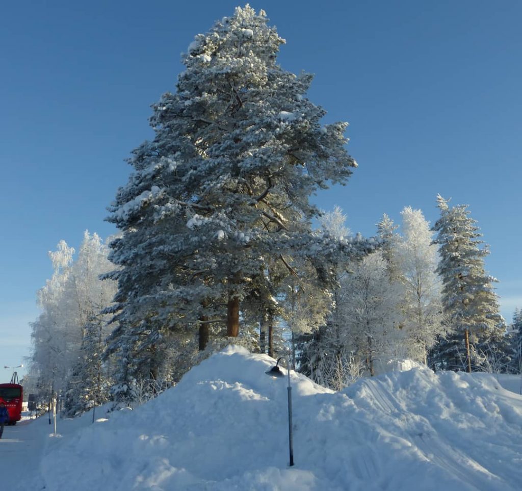 Frozen trees. I’ve taken these photos just before I slipped and fell on the&hellip;