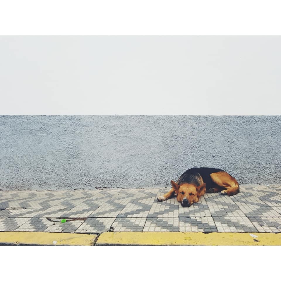 Tough Day! #travel #trip #roadtrip #onroad #instapet #dog #cachorro #viajar #travels #drive #travelblogger  #southamerica…