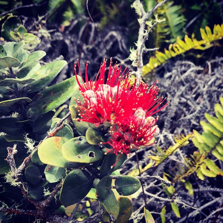 Flowers are the Easter eggs nature spoils us with