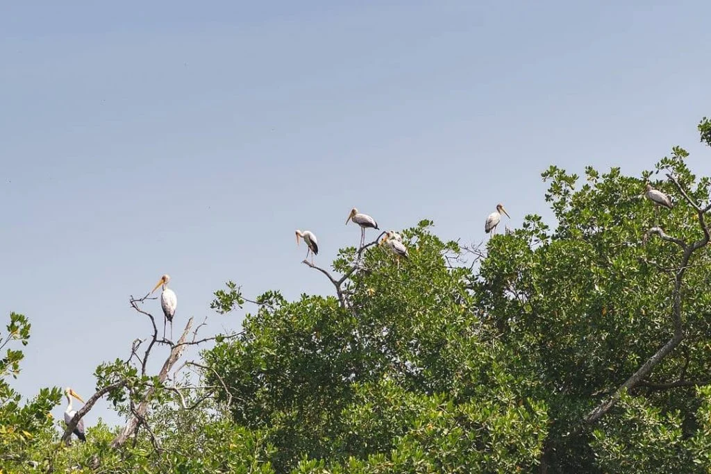 With over 560 bird species, the Gambia is renowned around the world as a&hellip;