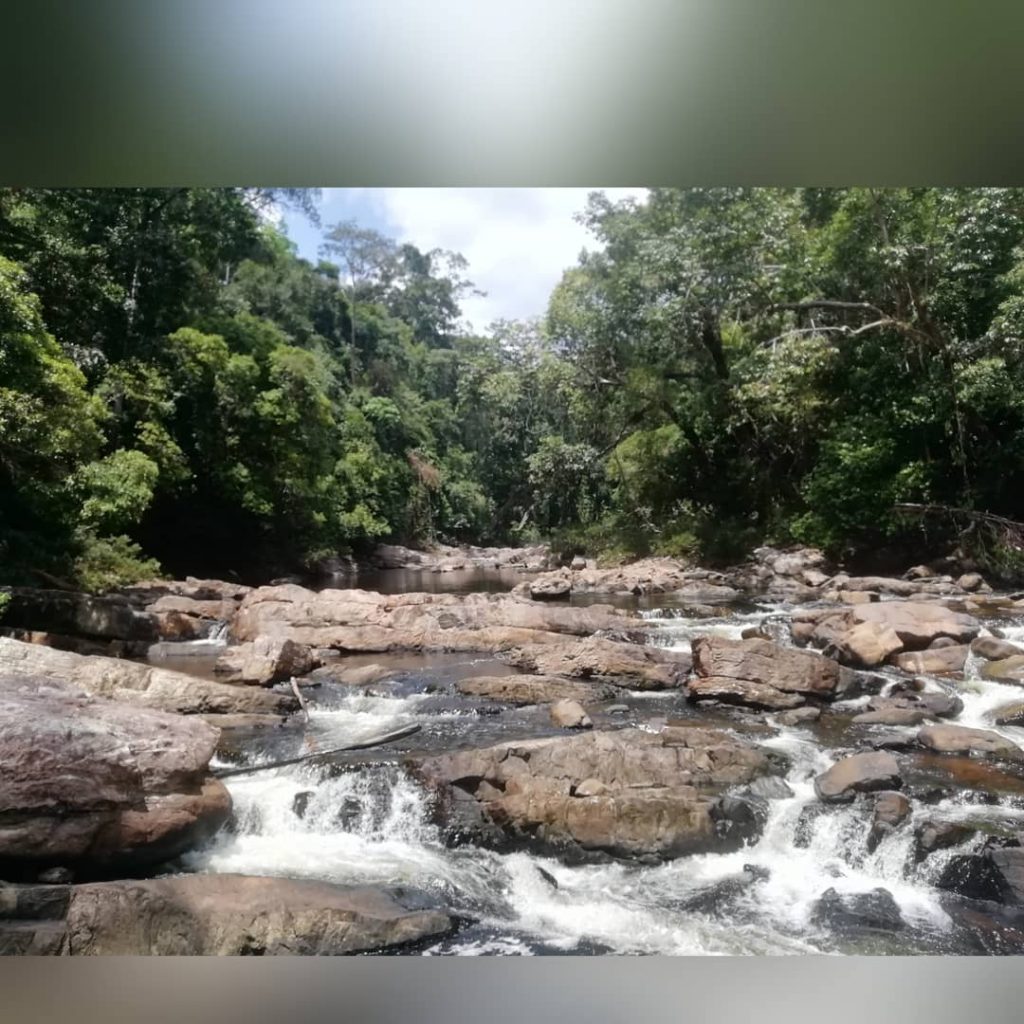Taman Negara. The oldest jungle in the world. App 130 mio. Years. #jungle #old&hellip;
