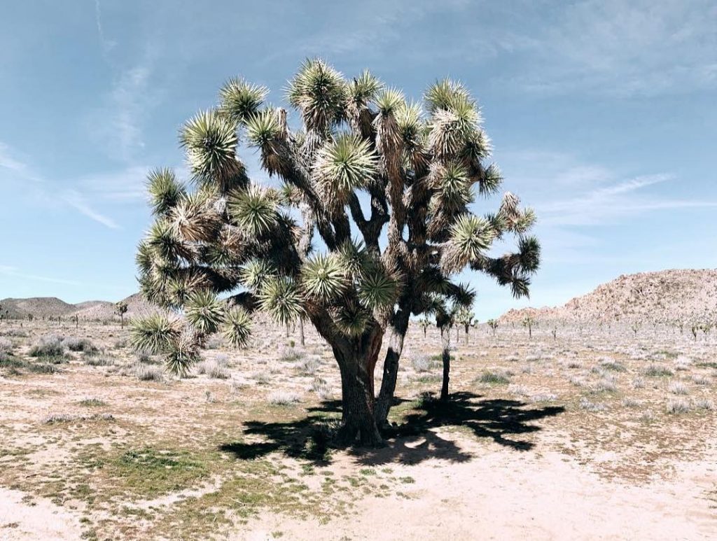 I’m now in Denver but thinking about the desert because of road closures to&hellip;