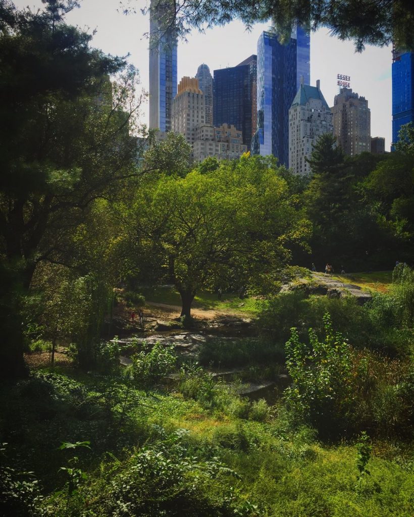 A lonely forest, in a concrete jungle. • • • Central Park, New York…