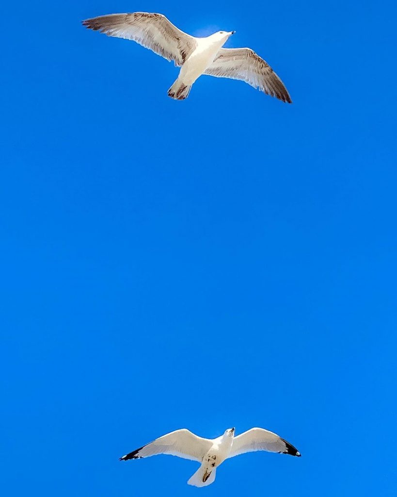 #iphonexr #iphone #iphonephotography #birds #birdsofinstagram #birdphotography #bird_brilliance #california #travelgram #manhattanbeach #losangeles #pier #picoftheday #picofday&hellip;